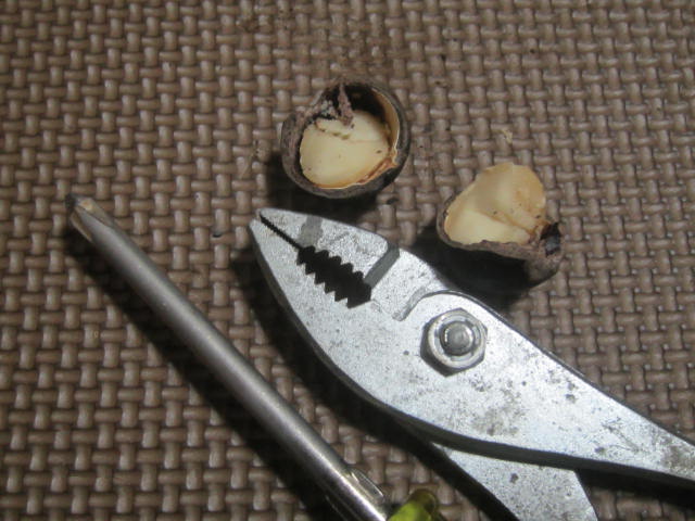 IMG 0101 - 殻付きマカダミアナッツを買ってペンチで割って食べて見た【ナッツPart01】