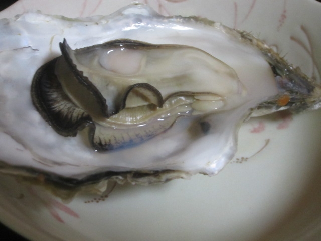 IMG 2218 - 知内産の殻ごとな牡蠣を鍋で酒蒸しにした