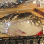 生カジカ / カマス / キュウリ(魚です)