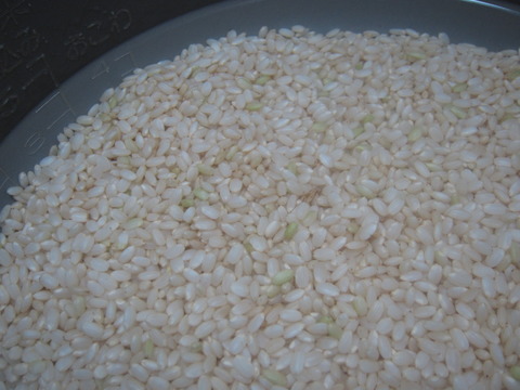 4a08b94c s - 糒の作り方前編　玄米を炊いて水洗いしてヌメリ取り