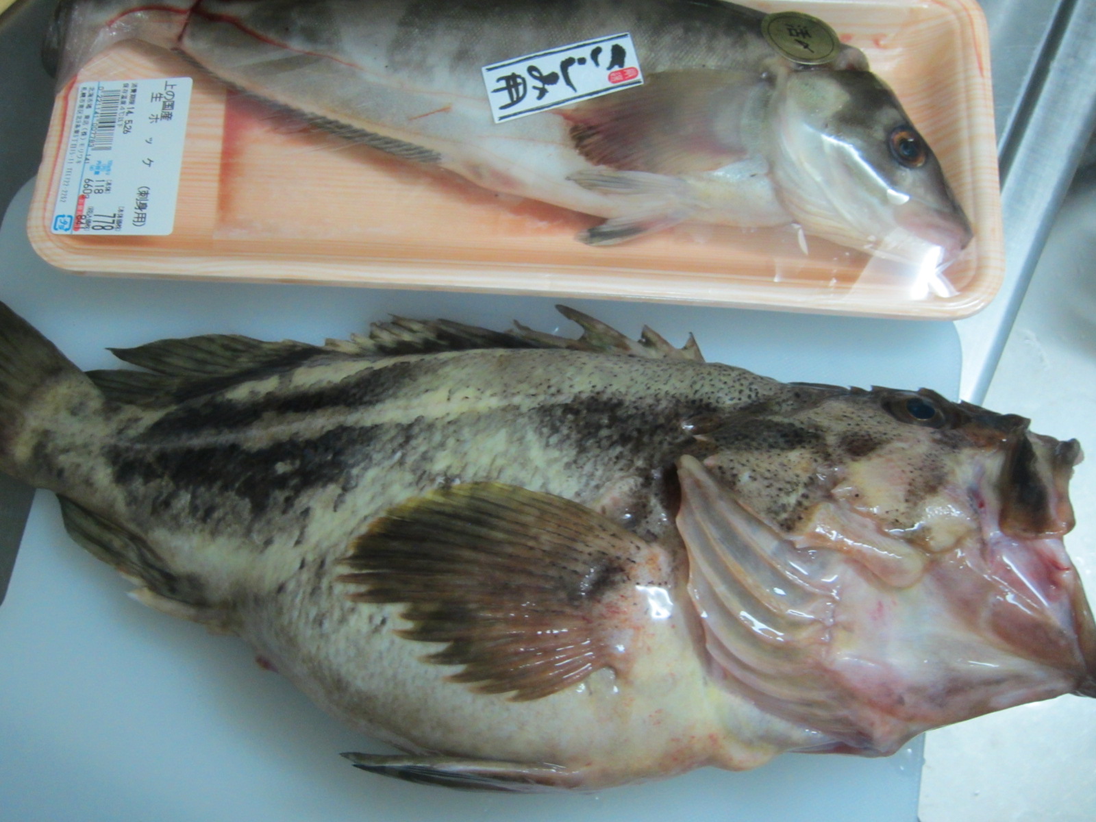 1750円のデカいシマゾイと刺身用ホッケを購入してきました 北海道の食事ブログ