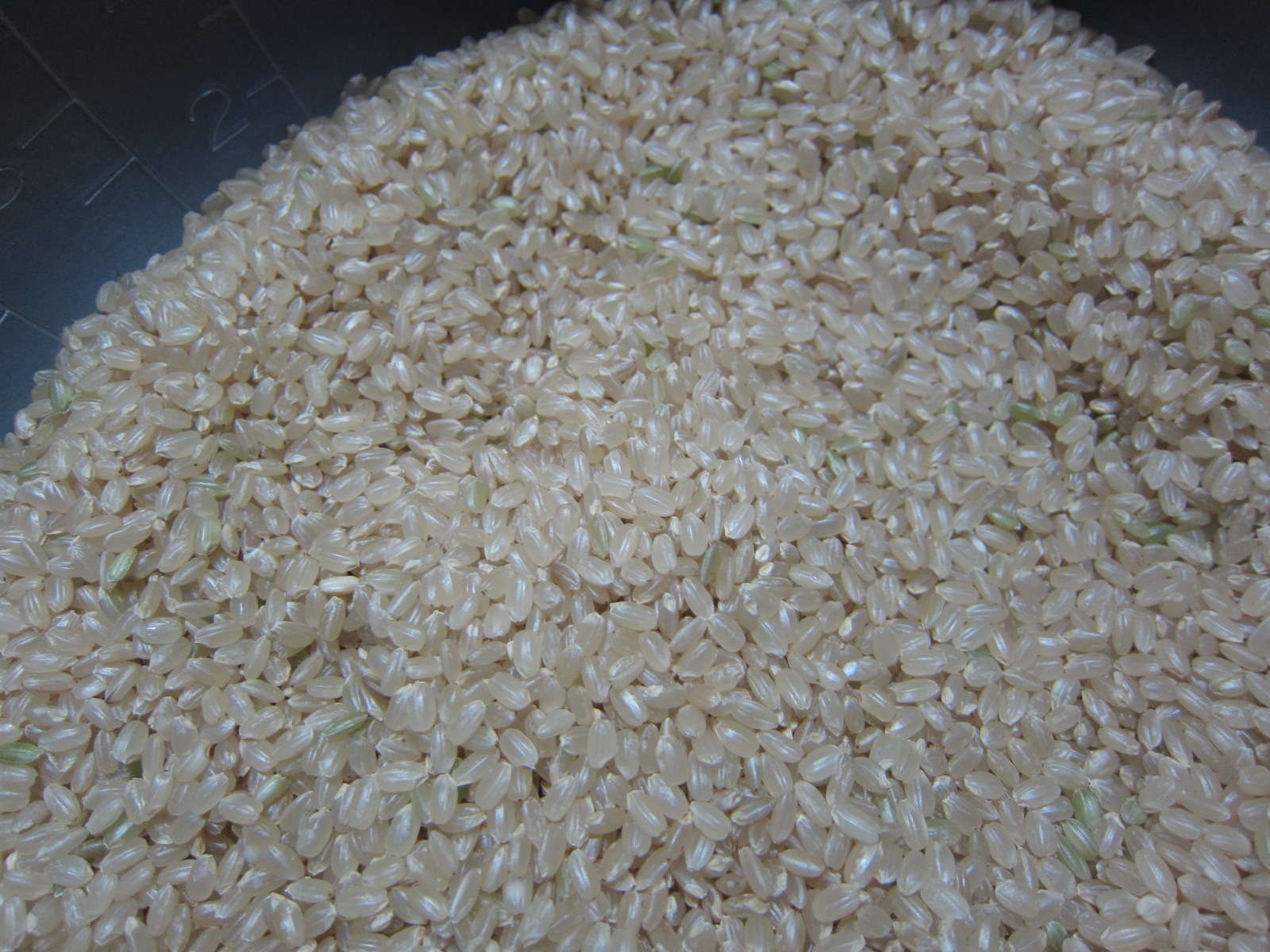 糒の作り方前編 玄米を炊いて水洗いしてヌメリ取り 北海道の食事ブログ