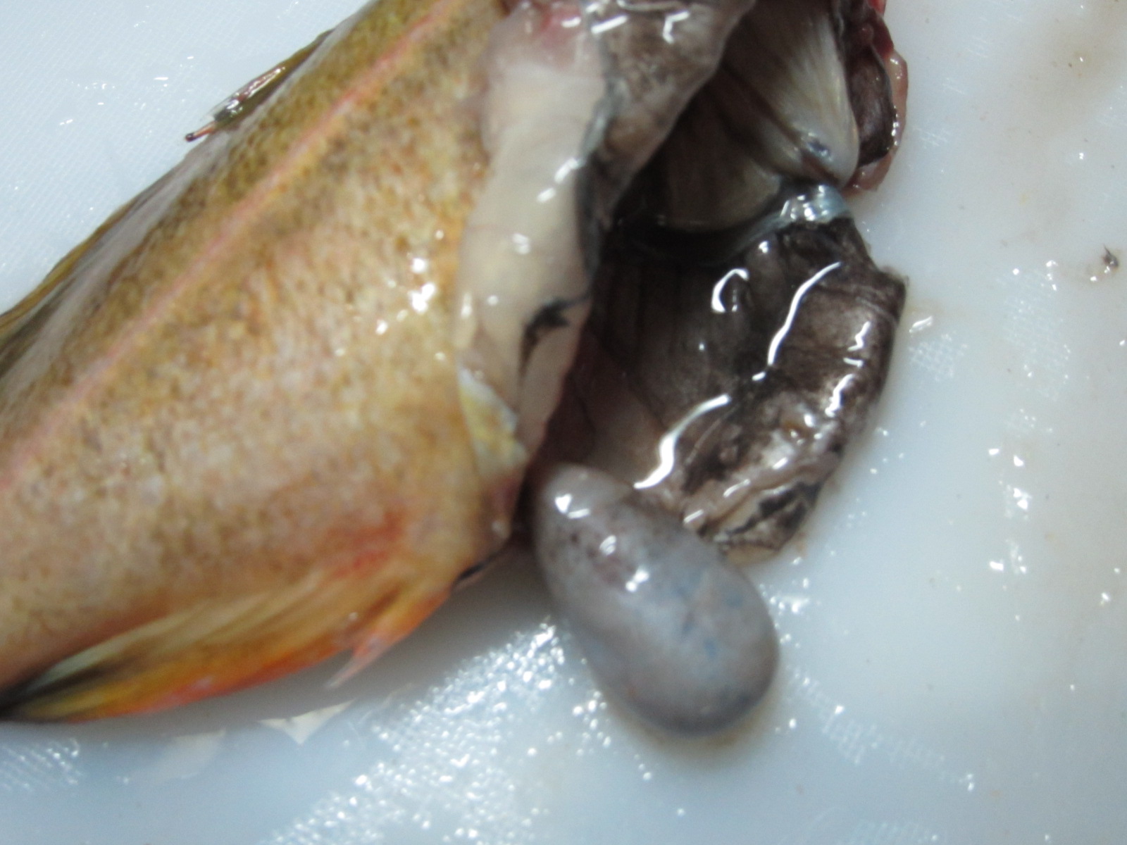 つぼ鯛 生ほっけ 柳の舞 北海道の食事ブログ